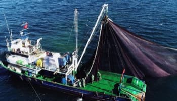 TZOB: Su ürünleri avcılık üretimi son 10 yılda yüzde 25 azaldı