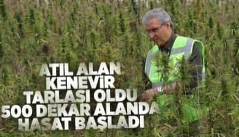 Sakarya'da endüstriyel keneverin hasadı başladı