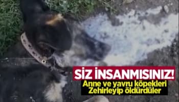 Anne köpek ve yavrularını zehirlediler