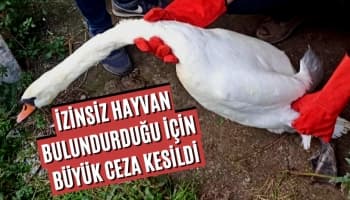 İzinsiz Hayvan Bulundurduğu İçin Büyük Ceza Kesildi