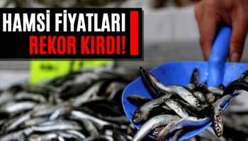 Hamsi Fiyatları Rekor Kırdı!