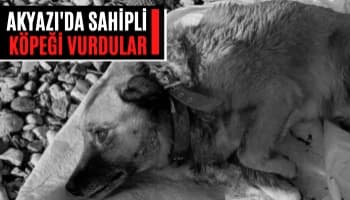 Akyazı'da sahipli köpeği vurdular