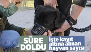 İşte kayıt altına alınan hayvan sayısı