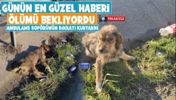 5 gündür aç ve susuz kalan köpek kurtarıldı