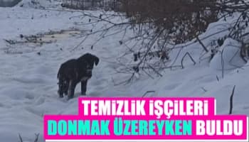 Yavru köpek donmaktan kurtarıldı