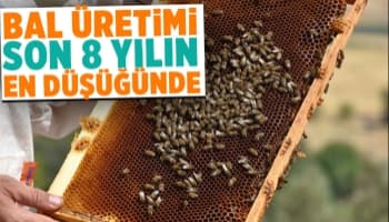 Bal üretimi son 8 yılın en düşüğünde