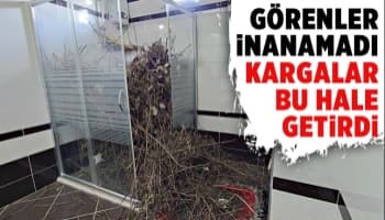 Duşakabin, kargaların getirdiği dallarla doldu.