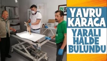 Yaralı yavru karaca tedavi altına alındı