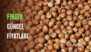 Fındık Güncel Fiyatları Ne Oldu?