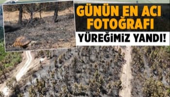 Yangın sonrası en acı fotoğraf