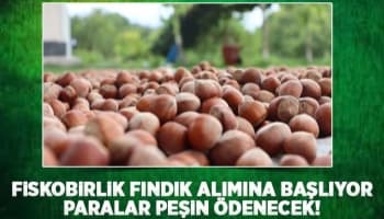 Fiskobirlik'ten fındık alım açıklaması