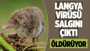 Yeni salgın ortaya çıktı, öldürücü