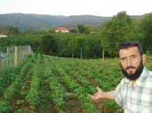 Fındık Ağaçlarını Söktü Yerine Çilek Ekti