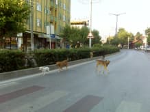 Bu Sorunun Çözümü İçin Birinin Ölmesi mi Bekleniyor?