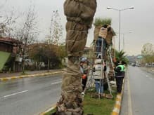Palmiye Ağaçları Kışa Hazırlanıyor