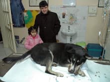 Kemik Parçası Ağzına Takılan Köpek, Sağlığına Kavuştu