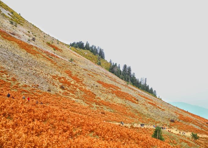 Sakarya'nın en zirvesinde bir yayla: Dikmen Yaylası
