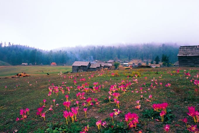 Sakarya'nın en zirvesinde bir yayla: Dikmen Yaylası