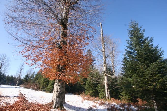 Karagöl Yaylası