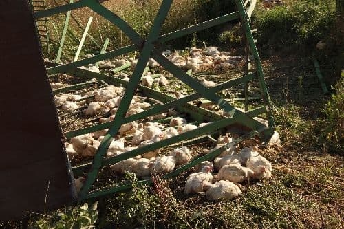 Akyazı'da tavuk yüklü TIR devrildi, tavuklar telef oldu