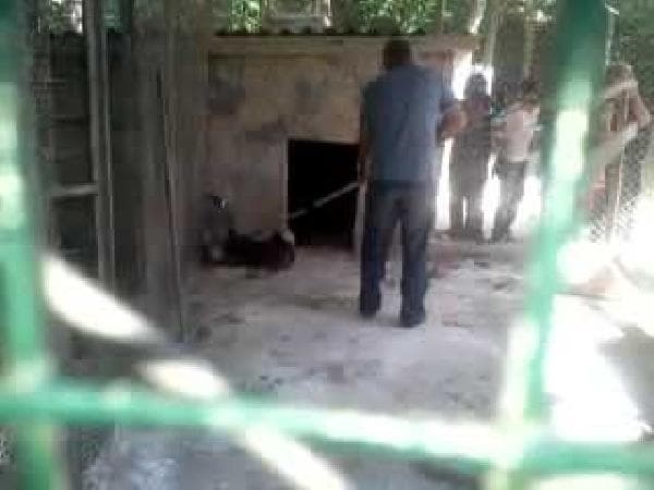 Hayvanseverler 3 boz ayıyı kurtardı