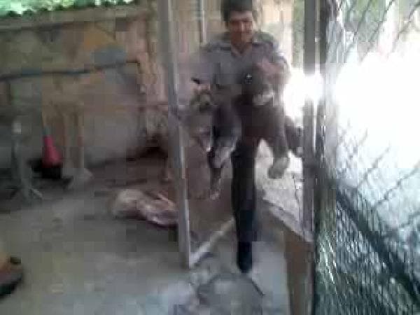 Hayvanseverler 3 boz ayıyı kurtardı