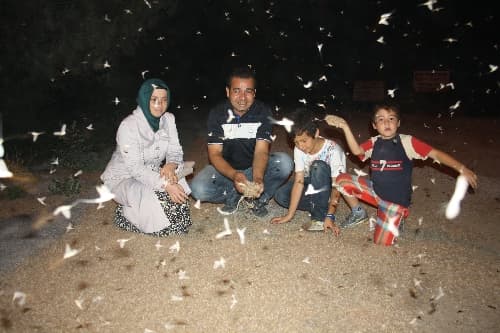 Sakarya Köprüsü'nde her yıl aynı manzara