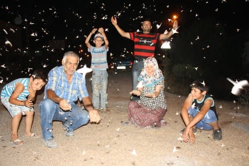 Sakarya Köprüsü'nde her yıl aynı manzara