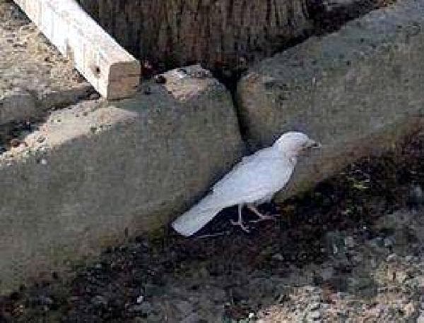 Beyaz renkli karga görenleri şaşırtıyor