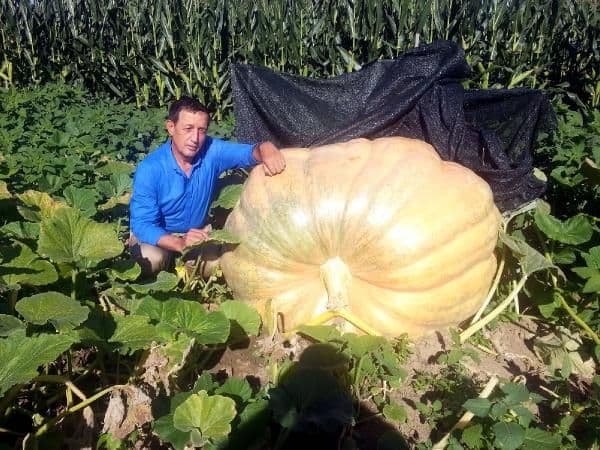 350 kilo ağırlığında bal kabakları yetiştirdi