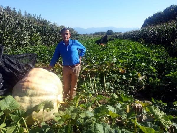 350 kilo ağırlığında bal kabakları yetiştirdi