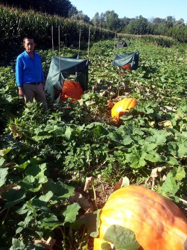 350 kilo ağırlığında bal kabakları yetiştirdi