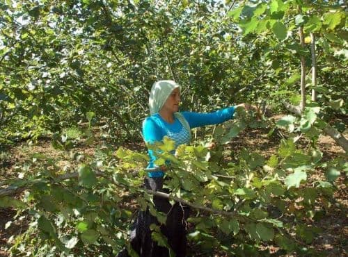 30-40 lira için kavurucu sıcakta çalışıyorlar