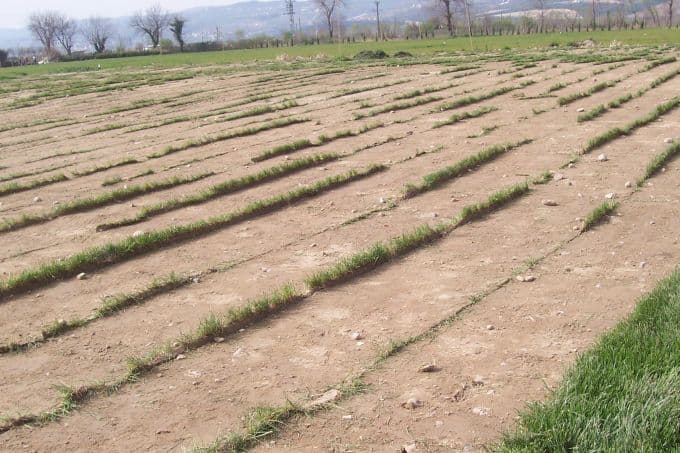 Verimli topraklar çim yetiştiriciliğine kurban ediliyor
