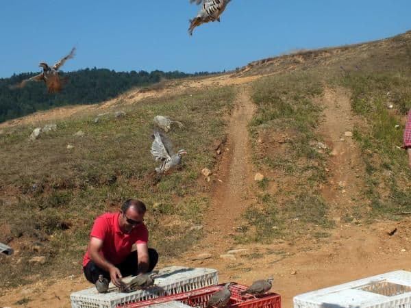 500 keklik doğayla buluştu