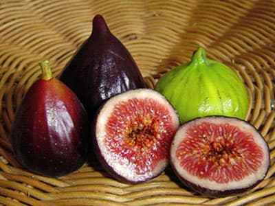<p><font size="2"><font face="verdana,geneva"><strong><font color="#cc0000">İncir:</font></strong> Bol posa, kasiyum, fosfor ve magnezyum i&ccedil;erir. Sindirime yardımcıdır. Kemik ve diş sağlığına etkilidir.</font></font></p><p><font size="2"><font face="verdana,geneva"><strong><font color="#cc0000">&Uuml;z&uuml;m:</font></strong> Potasyum ve C vitamini deposudur. Sindirim sistemi &uuml;zerinde faydalıdır. V&uuml;cudun savunma mekanizmasını g&uuml;&ccedil;lendirir.</font></font></p><p><font size="2"><font face="verdana,geneva"><strong><font color="#cc0000">Hindiba:</font></strong> Potasyum, folik asit, C, A ve E vitamini i&ccedil;erir. Demir i&ccedil;eriğiyle kansızlığa iyi gelir. Y&uuml;ksek lif i&ccedil;eriğiyle bağırsakları &ccedil;alıştırır. Toksin atıcı ve idrar s&ouml;k&uuml;c&uuml;d&uuml;r. İştah a&ccedil;ıcı &ouml;zelliği vardır.</font></font></p><p><font size="2"><font face="verdana,geneva"><strong><font color="#cc0000">Ananas:</font></strong> Potasyum, fosfor, demir, A ve C vitamini i&ccedil;erir. Toksin atıcıdır. Bağırsakların d&uuml;zenli &ccedil;alışmasını sağlar. Cilt sağlığında etkindir. Zindeliği artırır.</font></font></p>