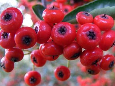 <p><font size="2"><font face="verdana,geneva"><strong><font color="#cc0000">Kuşburnu:</font></strong> A, C, D ve E vitamini y&ouml;n&uuml;nden zengindir. Antioksidandır. İdrar yolları enfeksiyonlarında etkilidir. Bağırsak &ccedil;alıştırır. Enfeksiyonlara karşı v&uuml;cudu korur. G&uuml;&ccedil;s&uuml;zl&uuml;k ve halsizliğe iyi gelir.</font></font></p><p><font size="2"><font face="verdana,geneva"><strong><font color="#cc0000">Brokoli:</font></strong> A, C, E, B1 ve B2 vitamini ve bol miktarda posa i&ccedil;erir. Kalp hastalıklarına karşı korucudur. Prostat ve kolon kanseri riskini azaltır. Demir ve folik asitten zengindir. Kansızlığa faydalıdır.</font></font></p><p><font size="2"><font face="verdana,geneva"><strong>SOĞAN VE SARIMSAKTAN ŞAŞMAYIN</strong><br /><br /><strong><font color="#cc0000">Marul:</font></strong> A, B ve E vitamini i&ccedil;erir. Sinir sisteminde faydalıdır. B&uuml;y&uuml;me ve gelişmede, cilt ve sa&ccedil; sağlığında olumlu etkileri vardır.</font></font></p><p><font size="2"><font face="verdana,geneva"><strong><font color="#cc0000">Soğan:</font></strong> A, B ve C vitamini ile fosfor ve k&uuml;k&uuml;rtten zengindir. Doğal antibiyotiktir. Bronş a&ccedil;ıcı, bağırsak &ccedil;alıştırıcıdır. Dayanıklılığı arttırır. Kemik ve diş sağlığında faydalıdır.</font></font></p>