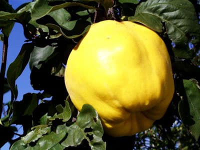 <p><font size="2"><font face="verdana,geneva"><strong><font color="#cc0000">Ayva:</font></strong> A, B ve C vitamini i&ccedil;erir. Mideyi rahatlatır. İshale karşı korucudur. Cilde faydalıdır.</font></font></p><p><font size="2"><font face="verdana,geneva"><strong><font color="#cc0000">Bakla:</font></strong> A ve C vitamini i&ccedil;erir. Lif y&ouml;n&uuml;nden zengindir. Kabızlığa iyi gelir. Kolesterole ve kansere karşı koruyucudur.</font></font></p><p><font size="2"><font face="verdana,geneva"><strong><font color="#cc0000">Ispanak:</font></strong> B ve C vitamini ile magnezyum ve &ccedil;inkodan zengindir. Cilt sağlığına, sinir sistemine, sindirime, g&ouml;z sağlığına, b&uuml;y&uuml;meye ve gelişmeye faydalıdır.</font></font></p><p><font size="2"><font face="verdana,geneva"><strong>DAMAR SERTLİĞİNE KARŞI MISIR</strong><br /><br /><strong><font color="#cc0000">Mısır:</font></strong> Protein, A, B ve C vitamini y&ouml;n&uuml;nden zengindir. Damar sertliğine ve kolesterole faydalıdır. İdrar s&ouml;kt&uuml;r&uuml;c&uuml;d&uuml;r. B&ouml;breklerin d&uuml;zenli &ccedil;alışmasında fayda sağlar.</font></font></p>