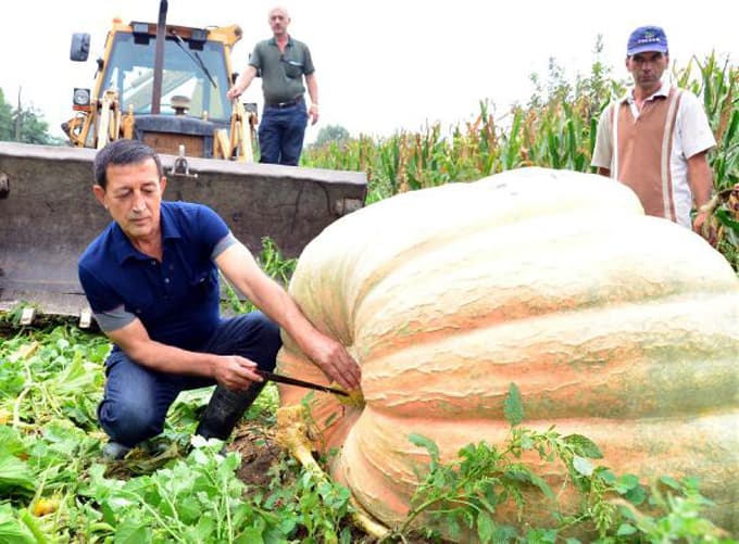 Dev kabakları kepçe yardımıyla hasat etti