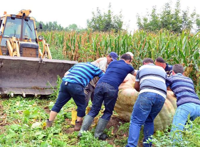 Dev kabakları kepçe yardımıyla hasat etti