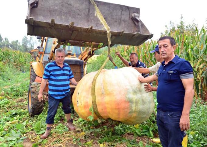 Dev kabakları kepçe yardımıyla hasat etti