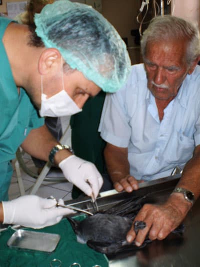 Yaralı Kargaya Vatandaş Sahip Çıktı