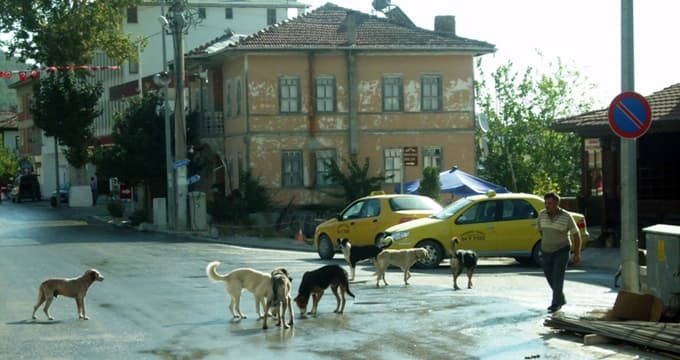 Taraklı'da başıboş gezen köpekler...