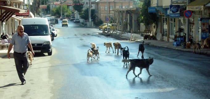 Taraklı'da başıboş gezen köpekler...