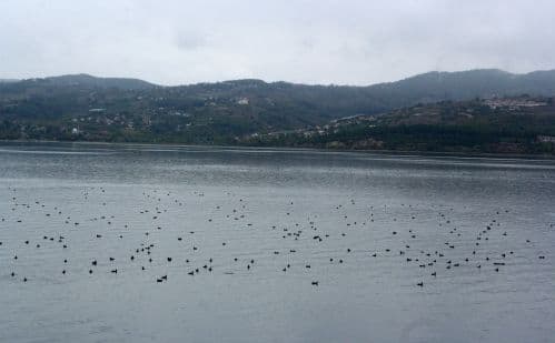 Sapanca Gölü göçmen kuşları ağırlıyor