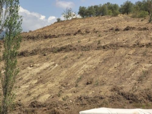 "Geyve'de 400 dönümlük orman neden yok edildi?"