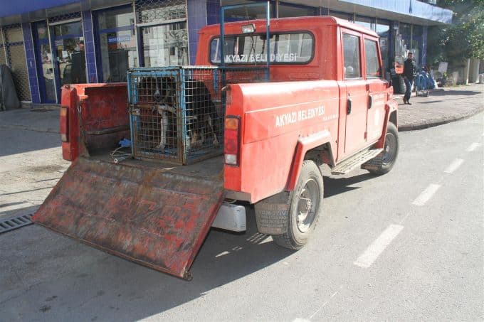 Sokak köpekleri kısırlaştırılmak üzere toplatılıyor