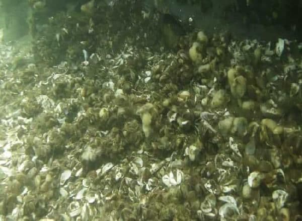 Sapanca Gölü'nün zemini bataklıktan farksız