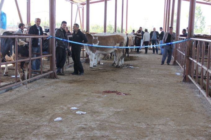 Hayvan pazarında büyük kavga!
