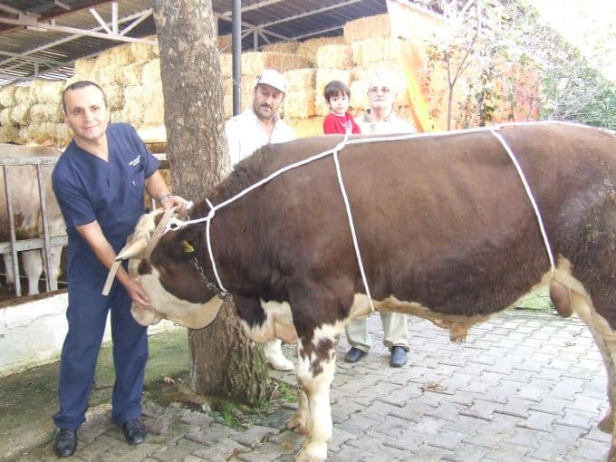 Kurbanlık, yere nasıl yatırılır?
